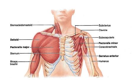 Appendicular Muscles (Pectoral Girdle & Upper Limbs) Flashcards | Quizlet