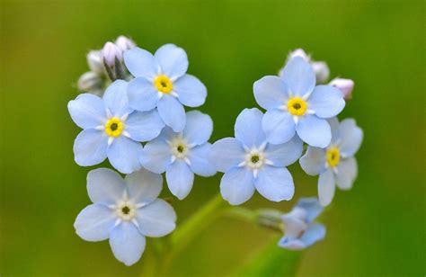 Alaska State Flower: The Enchanting Forget-Me-Not – Eternity Flower®