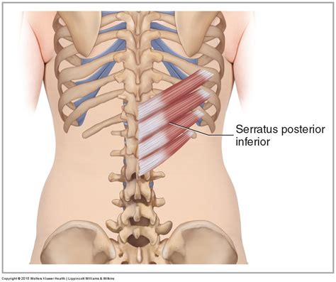 Serratus Posterior Inferior - Learn Muscles