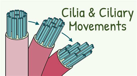 Mechanism of Ciliary Movement || Structure of Cilia || How do Cilia ...