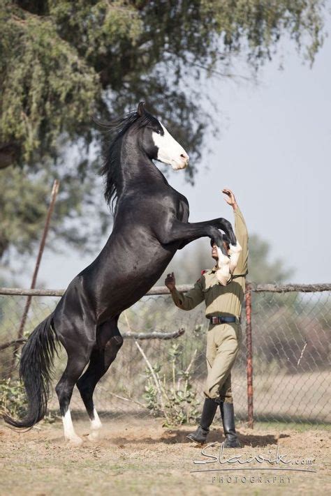 23 India's Kathiawari Horse ideas | marwari horses, war horse, breeds