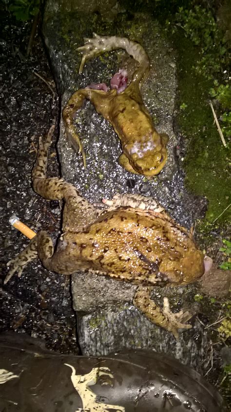 Amphibians in danger * gli anfibi in pericolo | Claudine Giovannoni