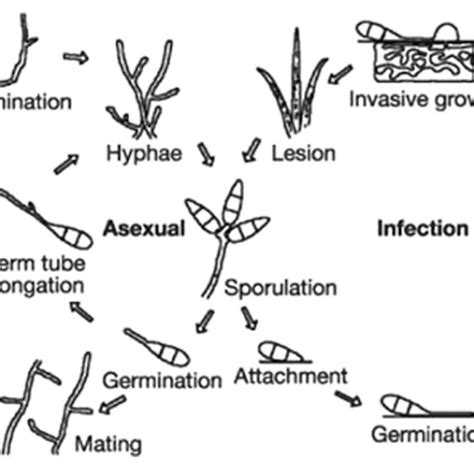 Life cycle of Pyricularia oryzae