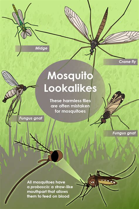 Tips for Recognizing and Preventing Mosquito Activity | Prince William ...