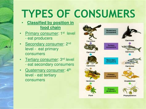 What Do Primary Consumers Do