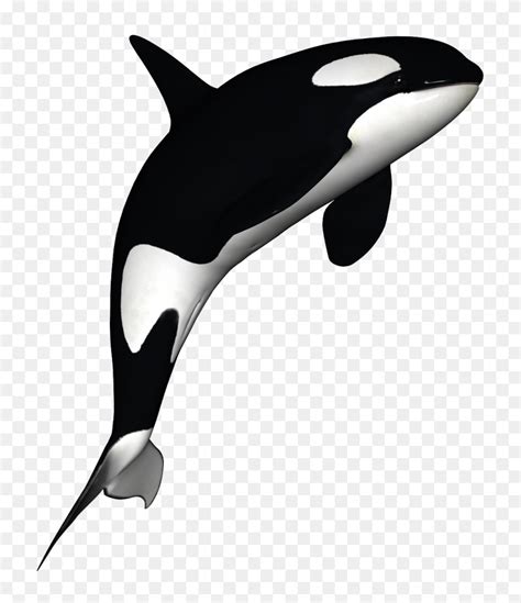 Orca Killer Whale Clipart Whale Bulletin Board Clipart Ballena | The ...