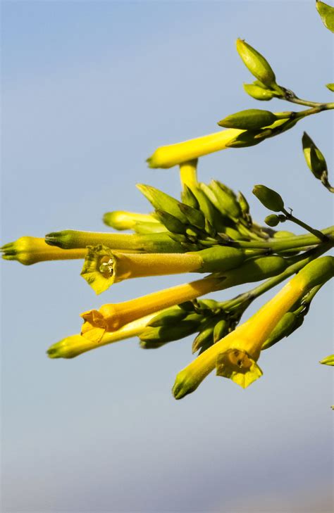 Nicotiana Glauca Seeds | Tree Tobacco Seeds | Garden Paradise Seeds | Reviews on Judge.me