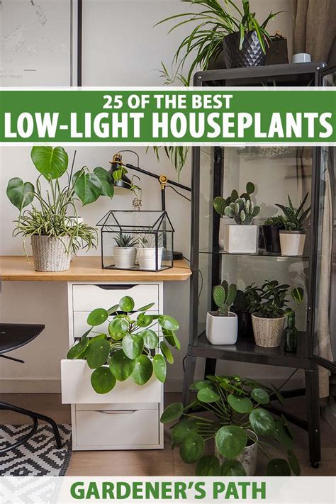 How To Increase Light For Indoor Plants | Homeminimalisite.com