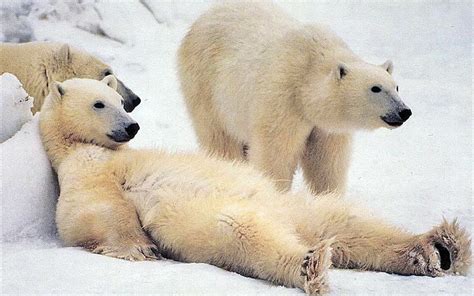 Online crop | HD wallpaper: Bear, Polar bear, Family, Snow, Waiting ...