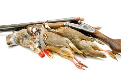 Food hunting stock photo. Image of cartridges, wildlife - 17570804