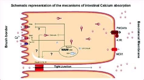 Schematic representation of the mechanisms of intestinal Calcium... | Download Scientific Diagram