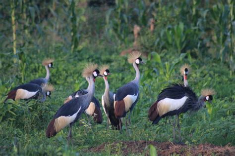 The Grey Crowned Crane | Uganda’s national bird | Uganda Birding