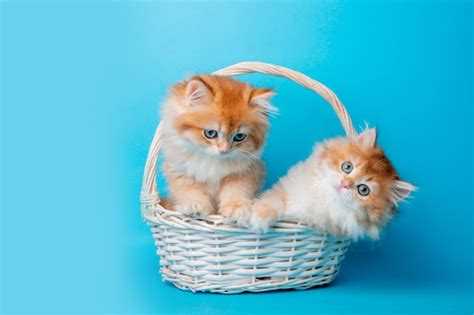 Premium Photo | A group of fluffy kittens in a basket on a blue background