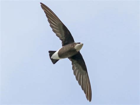 White-throated Needletail - eBird Taiwan