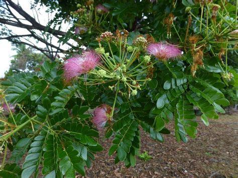 Albizia saman | Florida plants, Plants, Little prince tattoo