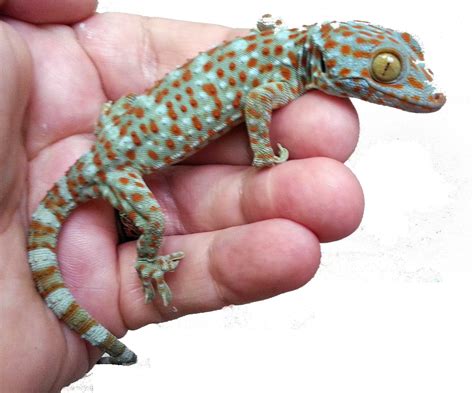 SE England Tokay Geckos - CB & Hand Tame - Reptile Forums