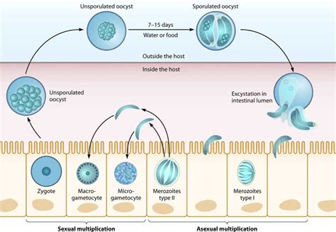 Cyclospora infections, symptoms, diagnosis, prevention, outbreak & treatment