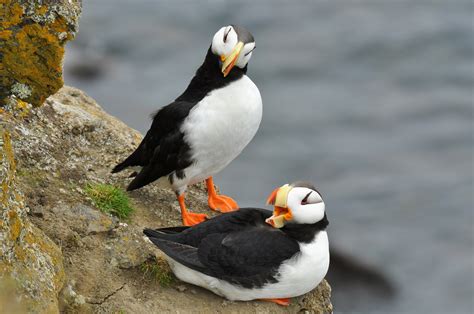 Horned Puffin - St. Paul Island Tour