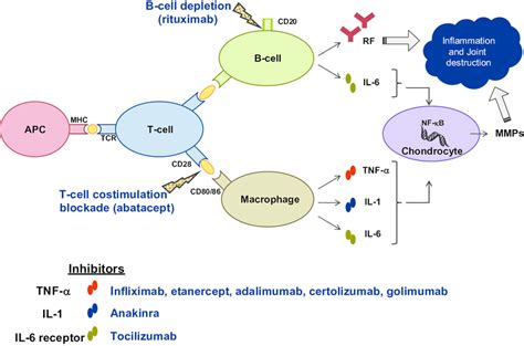 Inflammatory cascade and molecular targets of current biologics in... | Download Scientific Diagram