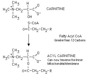 Fatty Acids -- Transport