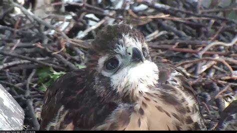 Early morning Close-Up On Red-tailed Hawk Chicks "I1" and "I3" – June 12, 2019 - YouTube