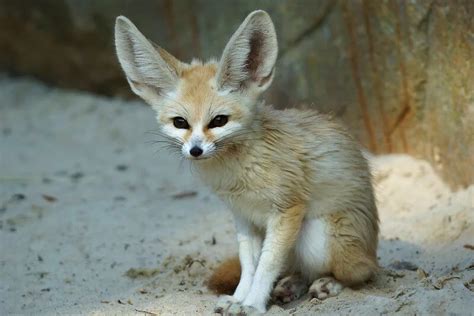 Top 20 Animals with Big Ears [With Pictures]