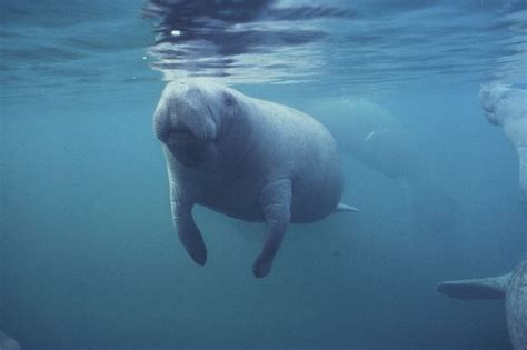 Manatees Move Toward Restored Endangered Species Safeguards - Center for Biological Diversity