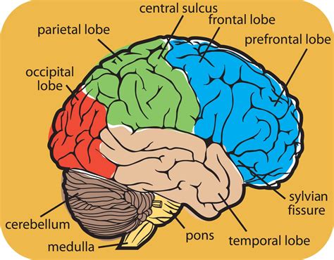 Brain Diagram Worksheets