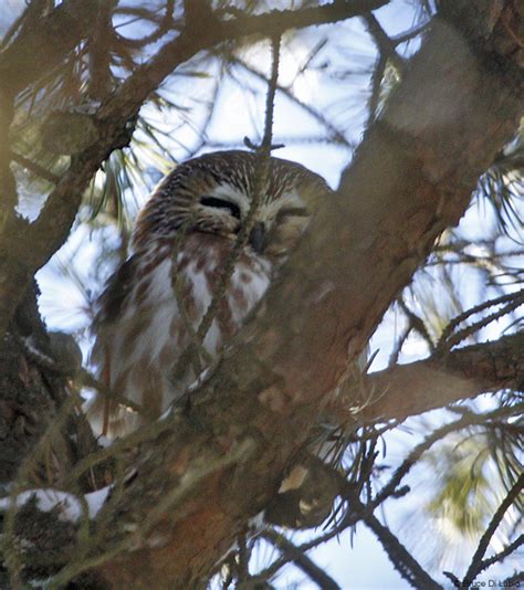 Bruce Di Labio's Blog: January 20, 2012 Amherst Island birding