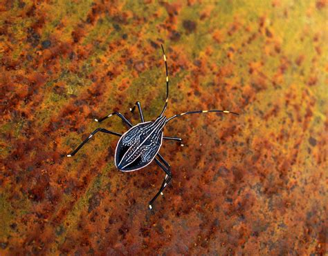 Images by Christine Walsh: Australian Insects