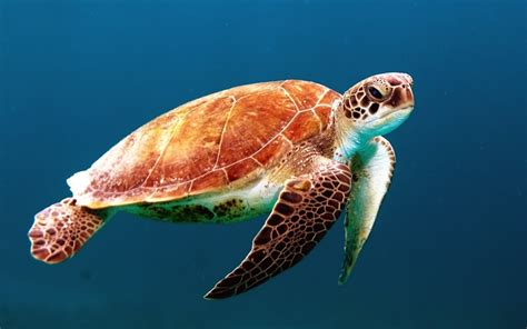 Sea Animals | 10 best free sea, animal, turtle and tortoise photos on ...