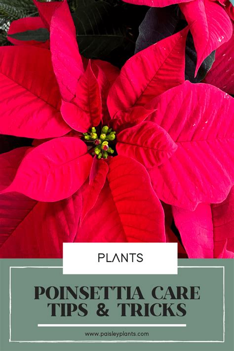 How To Care For A Poinsettia Tips & Tricks - Paisley Plants