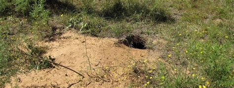 AL Gopher Tortoise Conservation Project · iNaturalist