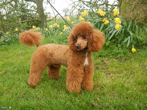 Red Toy Poodle - Stud Dog in Lincolnshire, United States | Breed Your Dog