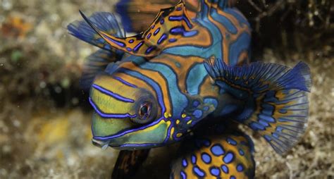 Mandarinfish Care Guide: Dietary Challenges, Appearance and Behavior