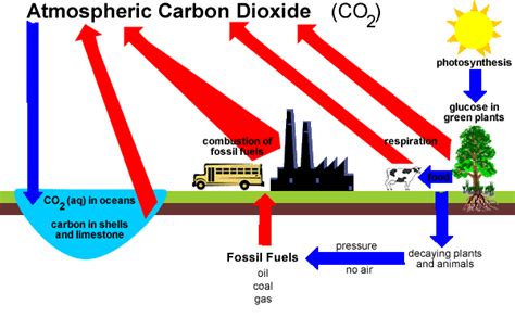 Carbon Cycle Chemistry Tutorial