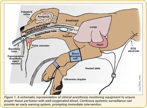 Anesthetic Monitoring: Devices to Use and What the Results Mean | Vet medicine, Vet tech student ...