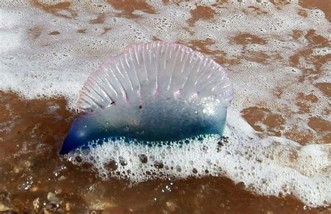 Thousands stung in Australian jellyfish 'invasion'