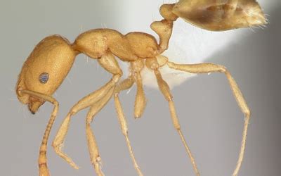 Pharaoh Ants - ACJEM Pest Control