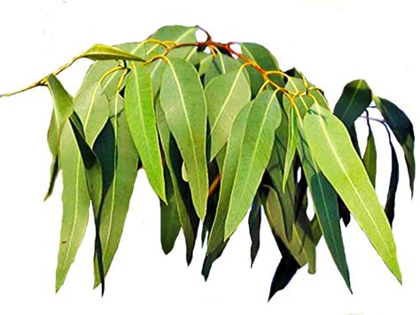 Gum Tree Leaves 3 | Tree leaves, Leaves, Australian plants