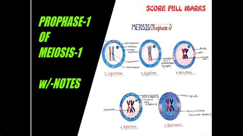 How to draw easily PROPHASE 1 OF MEIOSIS 1 / PROPHASE 1/ CELL DIVISION ...