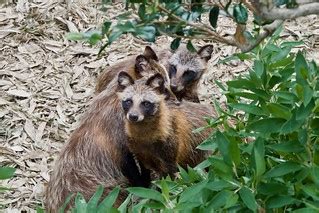 Japanese Raccoon Dog | Japanese Raccoon Dog | S.Brickman | Flickr