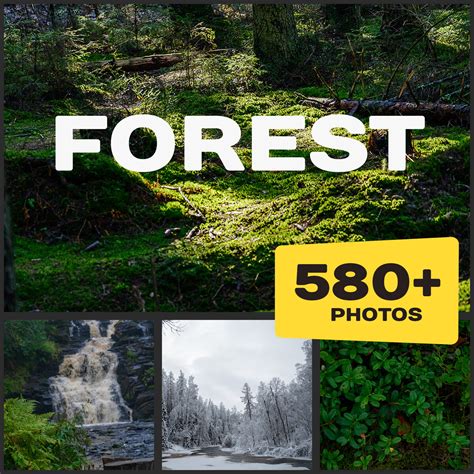 ArtStation - Forest Reference Pictures (Extended license)