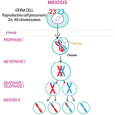 Meiosis Diagram