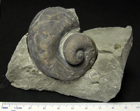 Louisville Fossils and Beyond: Platystoma niagarensis Snail Fossil