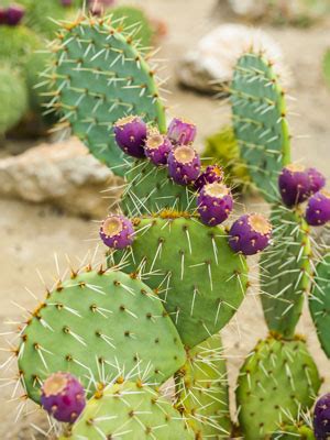 Prickly Pear Cactus Grow Guide