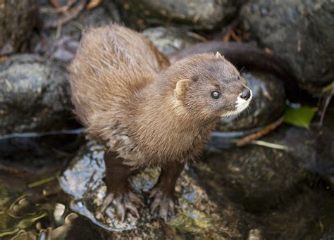 European Mink exploring | Picture by: Maarit Hohteri Korkeas… | Flickr