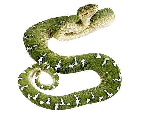 Green snake PNG image