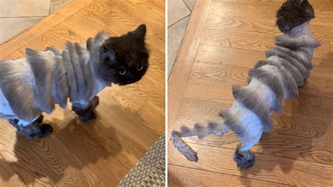 This Cat’s Bizarre Haircut Is Going Viral on Social Media | Allure