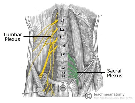 Pin by G. Kazarian on NERVOUS SYSTEM | Plexus products, Nerve anatomy, Nerve